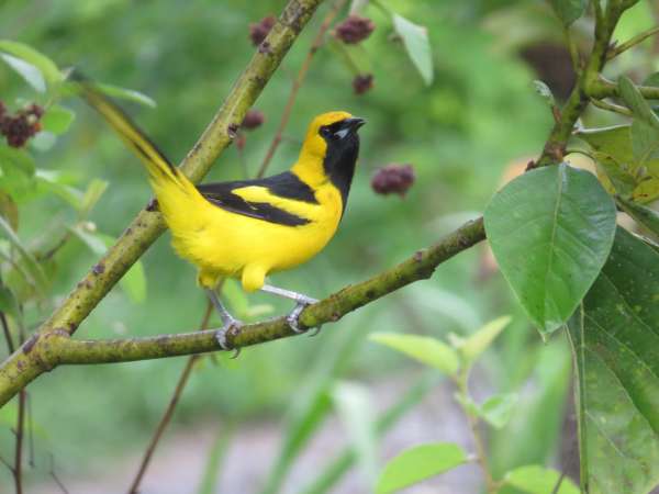 Yellow Tanager